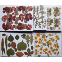 Gepresste Blüten Komplettpaket